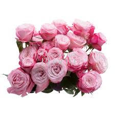 Pink Roses